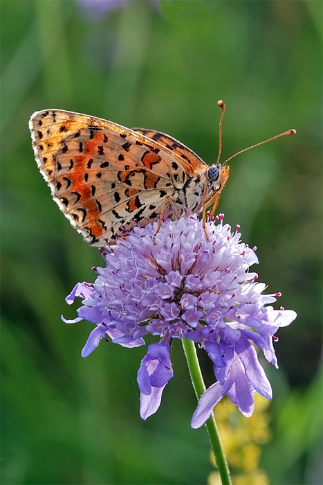 Argynnis Paphia..??